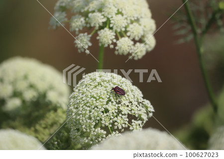 A red stink bug perched on a carrot flower 100627023