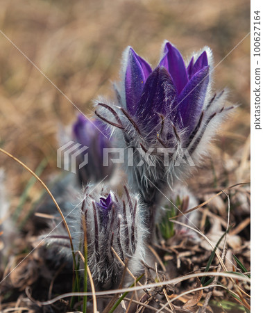 Pulsatilla halleri or pulsatilla taurica flowers in Crimea 100627164