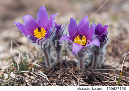 First spring flowers Pulsatilla halleri or pulsatilla taurica in nature 100627168