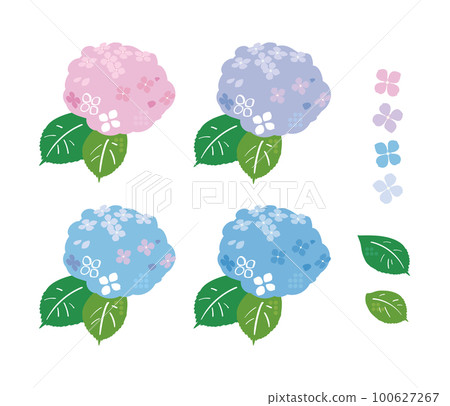 Hydrangea illustration Hydrangea illustration 100627267