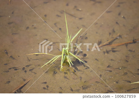Flock of tadpoles in the rice field Flock of tadpoles in the rice field 100627859