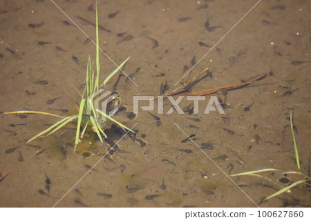 Flock of tadpoles in the rice field Flock of tadpoles in the rice field 100627860