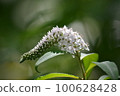 Okatrano 100628428