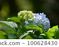 Hydrangea 100628430