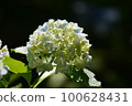 Hydrangea 100628431
