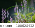 Spiranthes sinensis 100628432