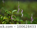 Spiranthes sinensis 100628433
