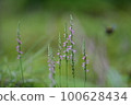 Spiranthes sinensis 100628434