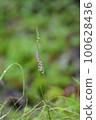 Spiranthes sinensis 100628436