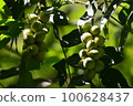 Onigurumi 100628437