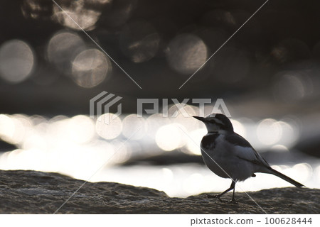 White wagtail silhouette @Tama River 100628444