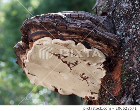 Chrysanthemum fungus Chrysanthemum fungus 100628571