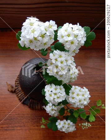 三手岩笠花 100629217