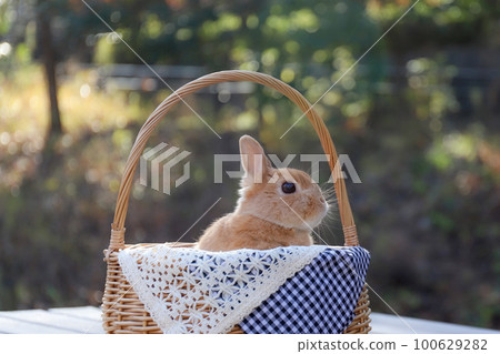 rabbit in a basket rabbit in a basket 100629282
