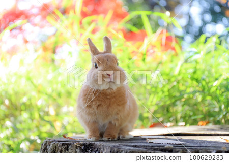 rabbit on a stump 100629283