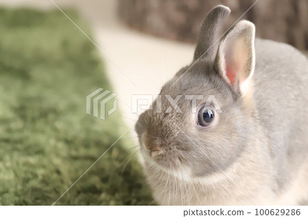 Rabbit's profile Rabbit's profile 100629286