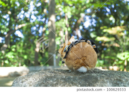 Usagi in the forest Usagi in the forest 100629333