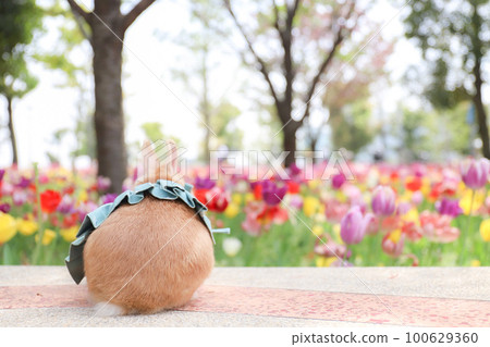 Tulip field and rabbit 100629360