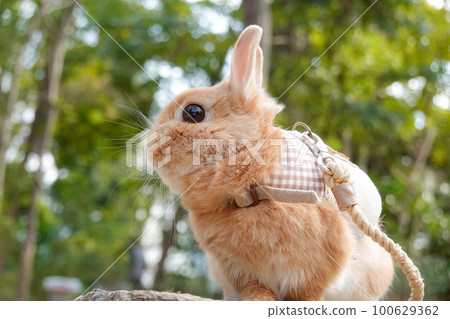 Rabbit's profile 100629362