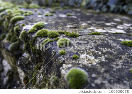 Cement wall with moss 100630078
