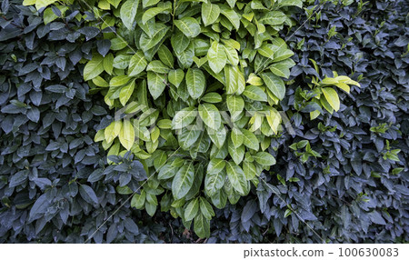 Green ivy background Green ivy background 100630083