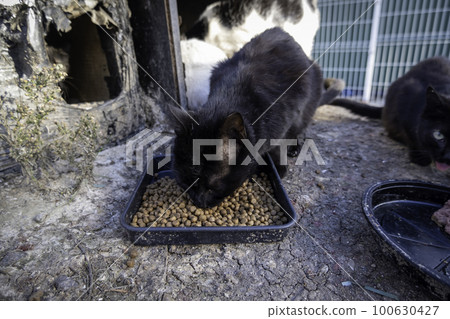 Cat eating fish on the street Cat eating fish on the street 100630427