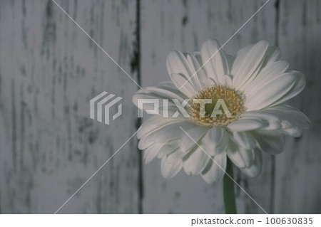 木紋背景的白色非洲菊 木紋背景的白色非洲菊 100630835