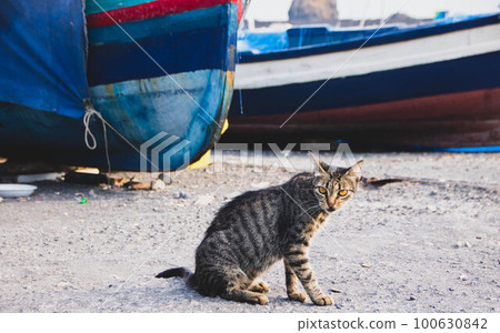 sicilian cat in aci trezza harbor sicilian cat in aci trezza harbor 100630842