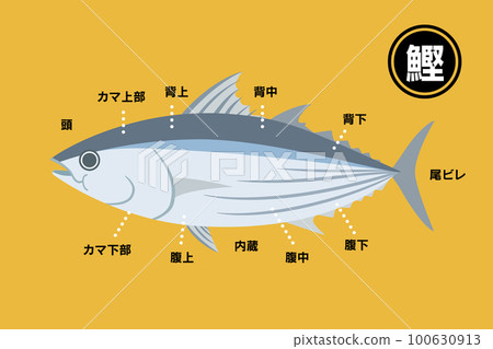 Illustrated illustration of the part of the bonito [Skipjack] 100630913