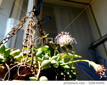 Green necklace flower 100630940