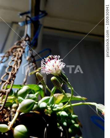 Green necklace flower 100630941