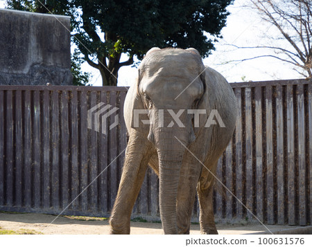 Zoo elephant 100631576