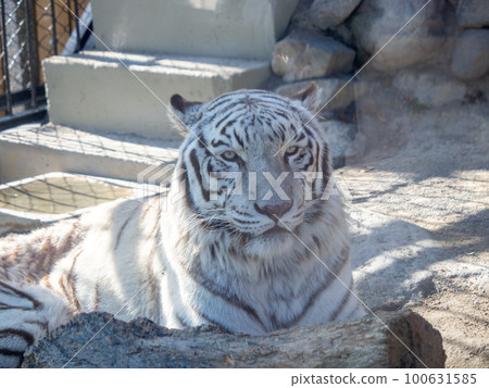 Zoo white tiger 100631585