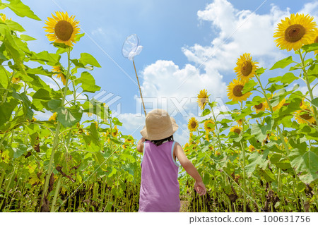 Back view of a girl playing in a sunflower field Back view of a girl playing in a sunflower field 100631756