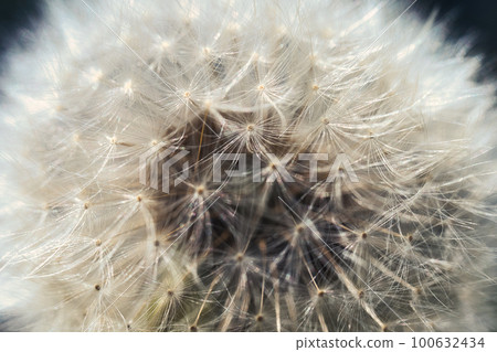 Dandelion's fluff 100632434