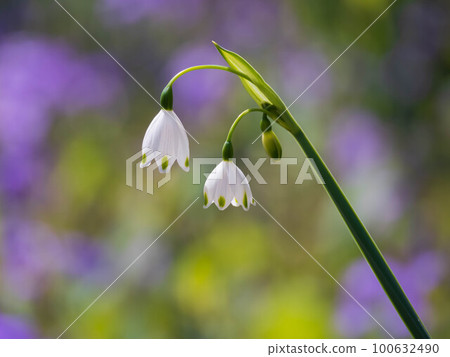 Adorable snowflake Adorable snowflake 100632490