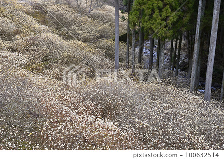Shinshiro mitsumata colony Shinshiro mitsumata colony 100632514