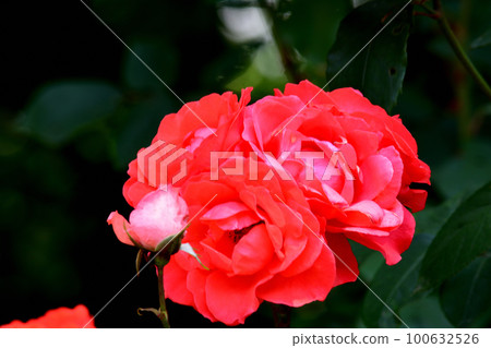 我去了 Ingashira 公園 #70 我去了 Ingashira 公園 #70 100632526