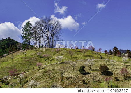 Yoshino Umekyo,東京青梅市梅花節的複興 Yoshino Umekyo,東京青梅市梅花節的複興 100632817