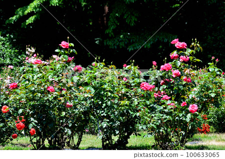 I went to Ingashira Park #76 I went to Ingashira Park #76 100633065