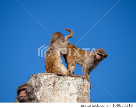 Zoo monkey Zoo monkey 100633116