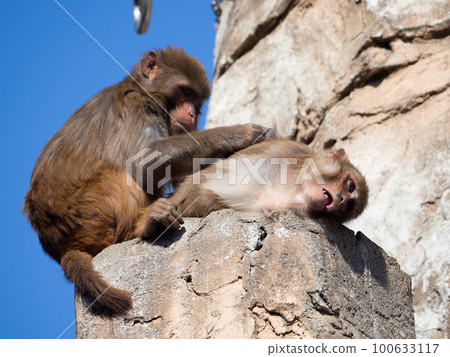 Zoo monkey Zoo monkey 100633117