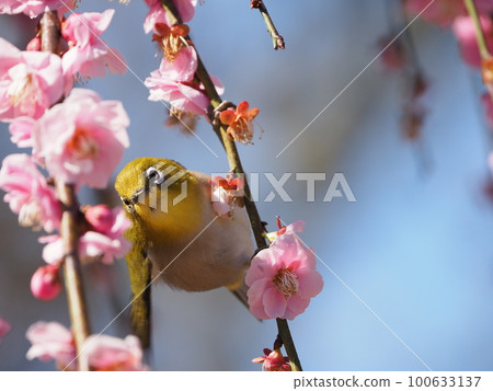 White-eye bathing in yellow pollen all over its body and sucking nectar from plum blossoms White-eye bathing in yellow pollen all over its body and sucking nectar from plum blossoms 100633137