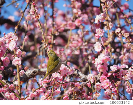 White-eye bathing in yellow pollen all over its body and sucking nectar from plum blossoms White-eye bathing in yellow pollen all over its body and sucking nectar from plum blossoms 100633142