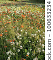White clover and orange flowers 100633234