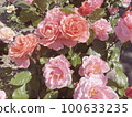 rose	 100633235