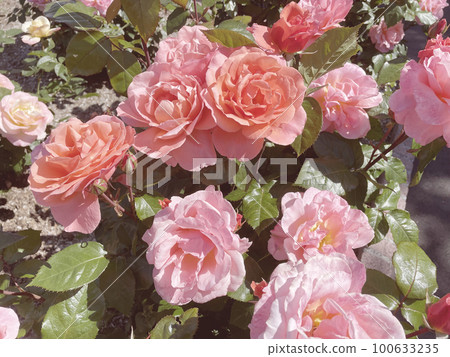 rose	 100633235