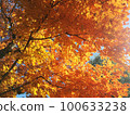 beautiful autumn leaves in the sun 100633238
