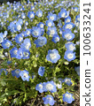 Nemophila 100633241