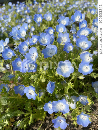 Nemophila 100633241